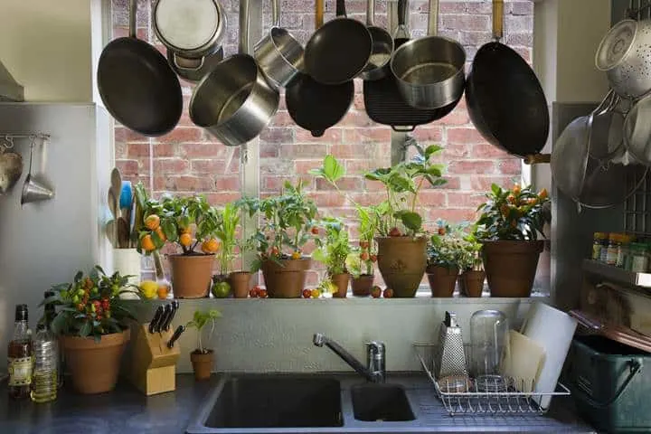 kitchen equipment herbs