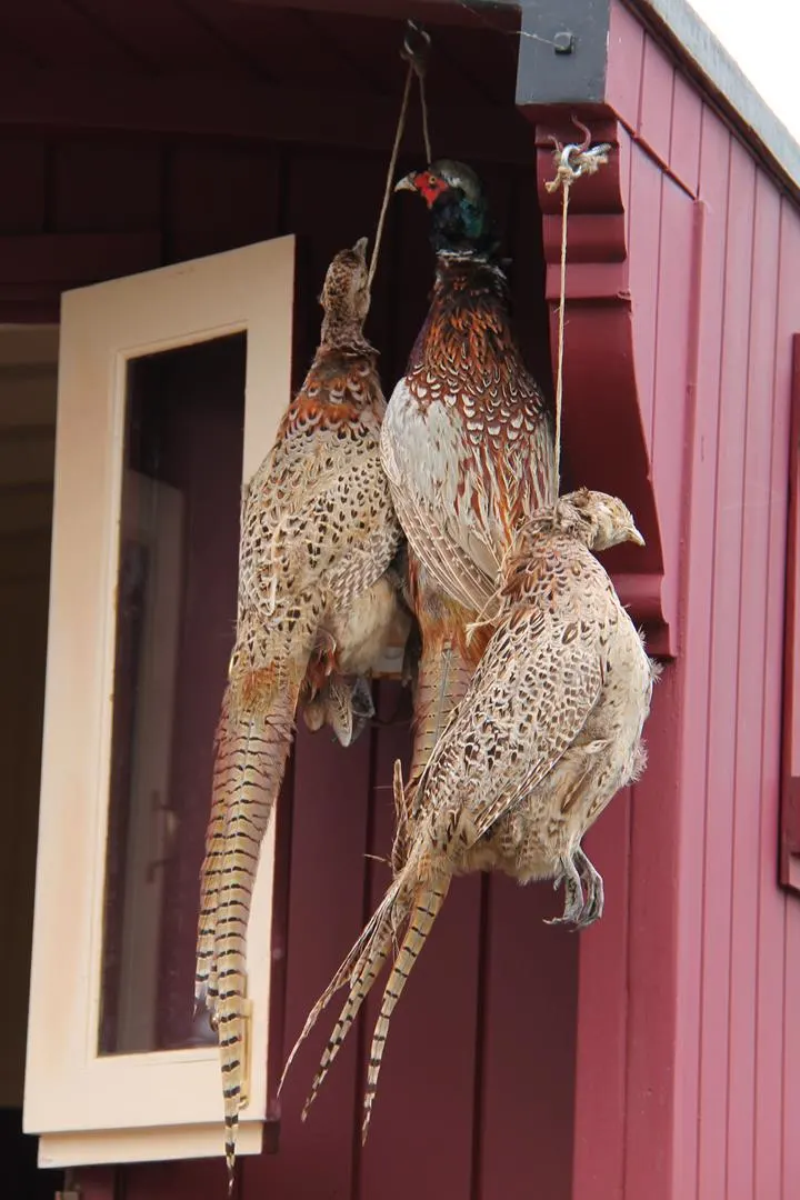 hanging pheasants