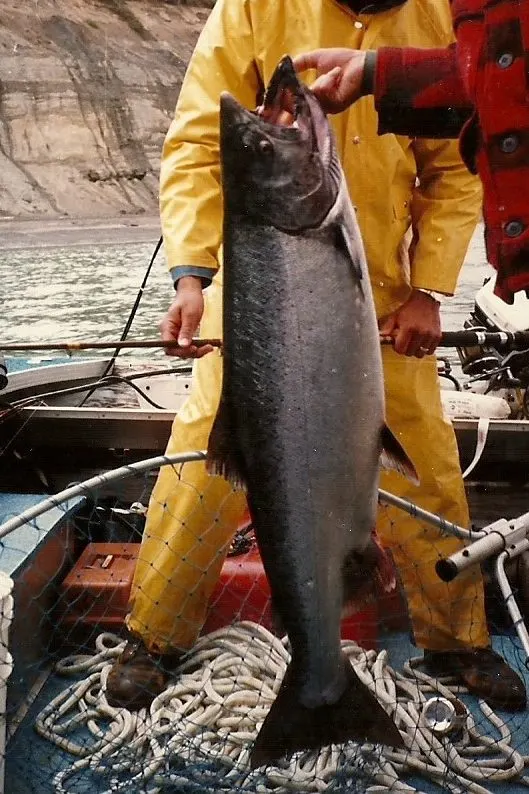 King salmon